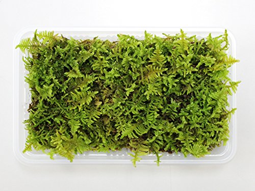 Amazon｜苔 こけ コケ ハイゴケ 【ハイゴケミニパック（S1）(154×96mm